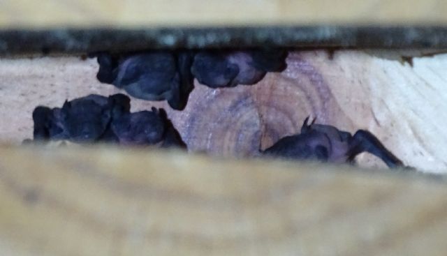 ANSE confirma la reproducción de murciélagos en cajas nido instaladas en Calasparra