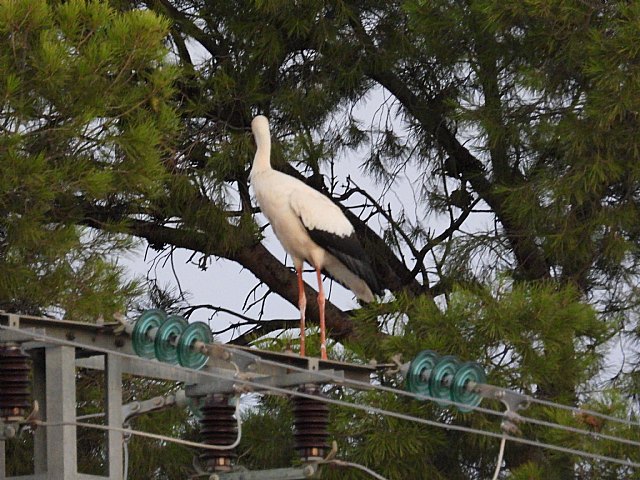 Electrocución en directo de un bando de cigüeñas blancas en Calasparra