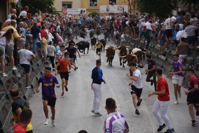 Encierros de Calasparra  3 de septiembre. El encierro de 'El Pincha' protagoniza un encierro limpio y muy emocionante