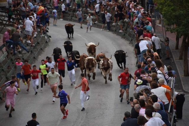 Encierro rápido y limpio con las reses de la ganadería de Los Chospes