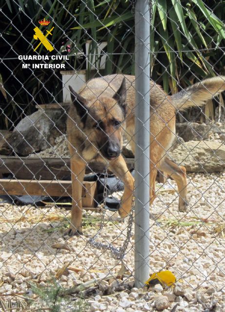 La Guardia Civil investiga a dos vecinos de Calasparra por maltrato animal