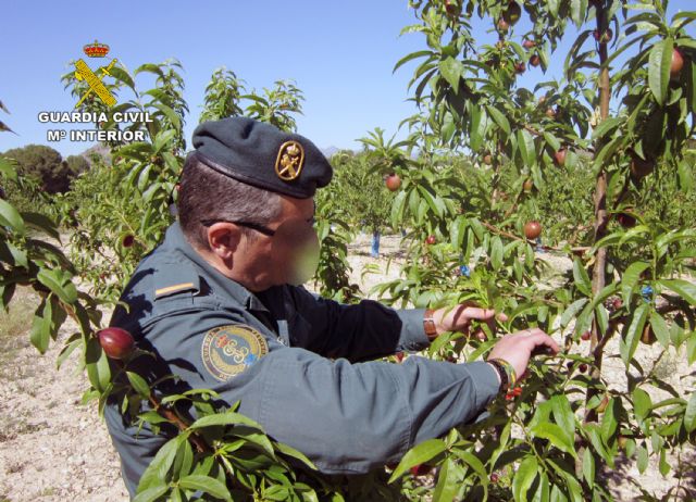 La Guardia Civil investiga a dos empresarios agrícolas por la multiplicación de variedades vegetales protegidas